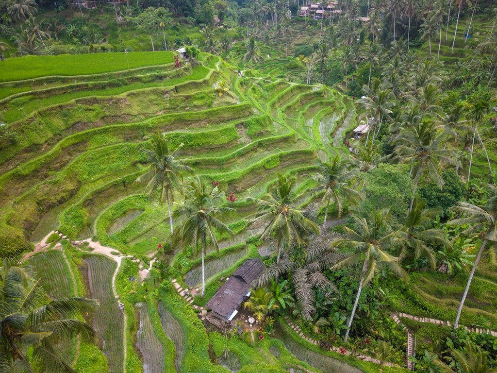 Terrassenförmige Reisfelder auf Bali, Indonesien
